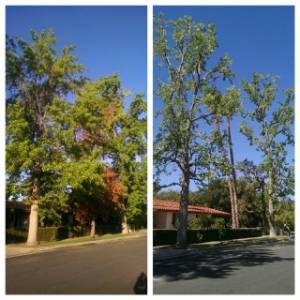 Before & After Tree Image
