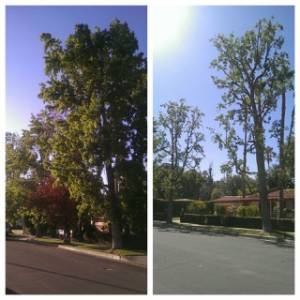 Before & After Tree Image
